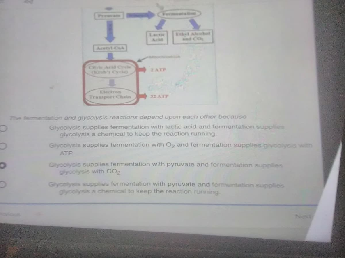 eemeta
Lactic
Acia
Dyl Aleobed
and CO
Acetyt CA
Ohric Acid le
(Creb's Cycle)
ZATP
Electres
Transport Chain
32 ATP
The fermentation and glycolysis reactions depend upon each other because
Glycolysis supplies fermentation with lactic acid and fermentation supplies
glycolysis a chemical to keep the reaction running.
Glycolysis supplies fermentation with O2 and fermentation supplies glycolysis with
ATP.
Glycolysis supplies fermentation with pyruvate and fermentation supplies
glyoolysis with CO2
Glycolysis supplies fermentation with pyruvate and fermentation supplies
glycolysis a chemical to keep the reaction running.
Next
