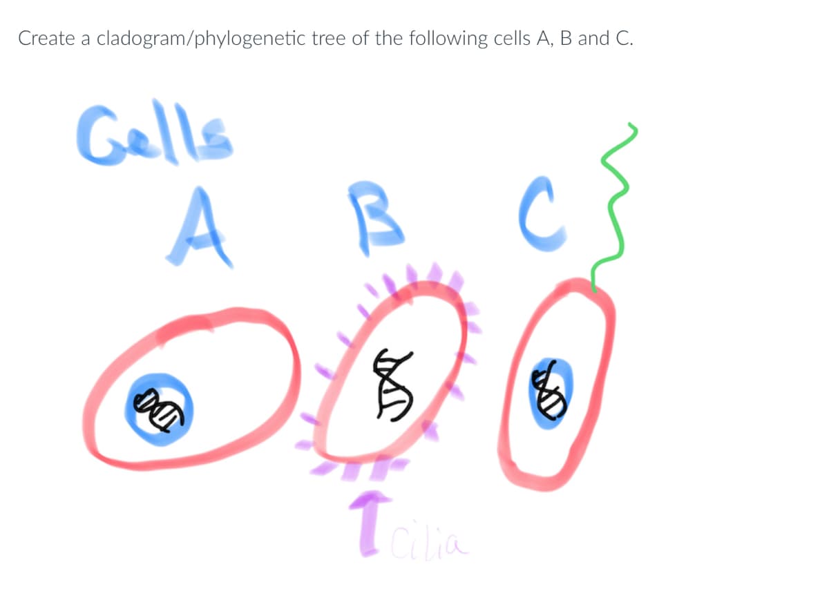 Create a cladogram/phylogenetic tree of the following cells A, B and C.
Gells
A
DU
JA
Icilia