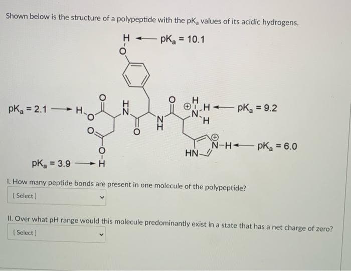 Shown below is the structure of a polypeptide with the pK, values of its acidic hydrogens.
pK =
= 10.1
H
OH pK, = 9.2
H.
pKa = 2.1 H.
N-H pK, = 6.0
pKa = 3.9
1. How many peptide bonds are present in one molecule of the polypeptide?
[ Select ]
II. Over what pH range would this molecule predominantly exist in a state that has a net charge of zero?
[ Select ]
ZI
