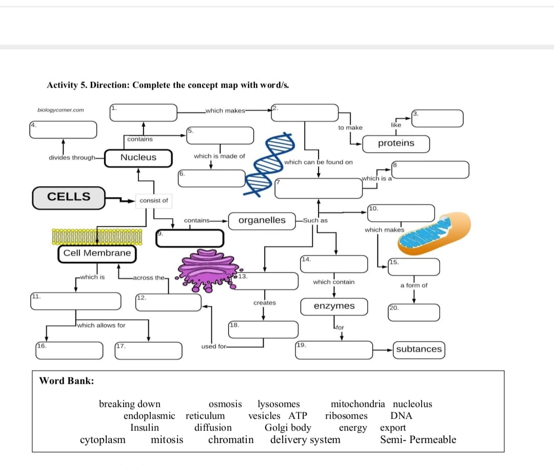 11.
Activity 5. Direction: Complete the concept map with word/s.
biologycorner.com
16.
contains
divides through-
Nucleus
6.
CELLS
consist of
Cell Membrane
which makes-
like
to make
proteins
메
which is made of
which can be found on
which is a
10.
contains-
organelles
Such as
which makes
14.
which is
-across the-
13.
which allows for
12.
17.
used for-
Word Bank:
breaking down
Insulin
endoplasmic reticulum
cytoplasm mitosis
18.
creates
19.
15.
which contain
a form of
enzymes
20.
Lfor
subtances
osmosis
lysosomes
vesicles ATP
mitochondria nucleolus
ribosomes DNA
diffusion
Golgi body
energy
export
chromatin
delivery system
Semi-Permeable