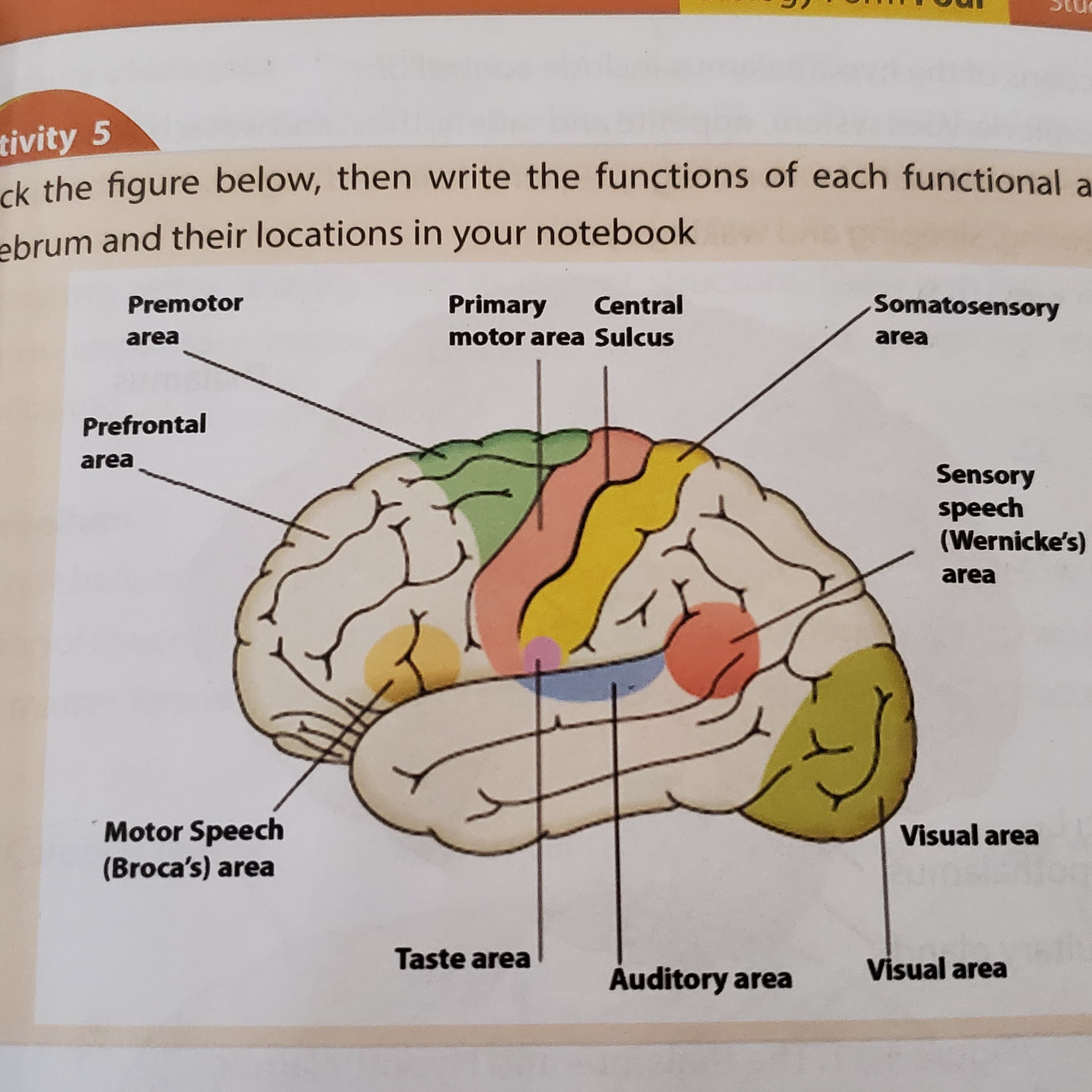 tivity 5
ck the figure below, then write the functions of each functional a
ebrum and their locations in your notebook
Premotor
Primary
Central
Somatosensory
area
motor area Sulcus
area
Prefrontal
area
hJosuəs
speech
(Wernicke's)
area
Motor Speech
(Broca's) area
Visual area
Taste area
Auditory area
Visual area
