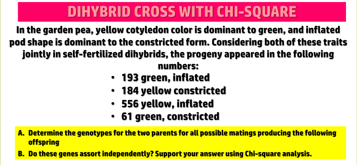 DIHYBRID CROSS WITH CHI-SQUARE
In the garden pea, yellow cotyledon color is dominant to green, and inflated
pod shape is dominant to the constricted form. Considering both of these traits
jointly in self-fertilized dihybrids, the progeny appeared in the following
numbers:
• 193 green, inflated
184 yellow constricted
556 yellow, inflated
› 61 green, constricted
A. Determine the genotypes for the two parents for all possible matings producing the following
offspring
B. Do these genes assort independently? Support your answer using Chi-square analysis.