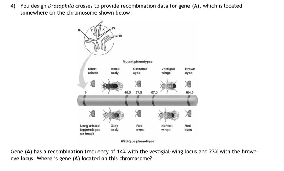 4) You design Drosophila crosses to provide recombination data for gene (A), which is located
somewhere on the chromosome shown below:
Short
aristae
Long aristae
(appendages
on head)
III
Black
body
Gray
body
Mutant phenotypes
Cinnabar
eyes
48.5 57.5
Red
eyes
67.0
Vestigial
wings
Normal
wings
Brown
eyes
104.5
Red
eyes
Wild-type phenotypes
Gene (A) has a recombination frequency of 14% with the vestigial-wing locus and 23% with the brown-
eye locus. Where is gene (A) located on this chromosome?