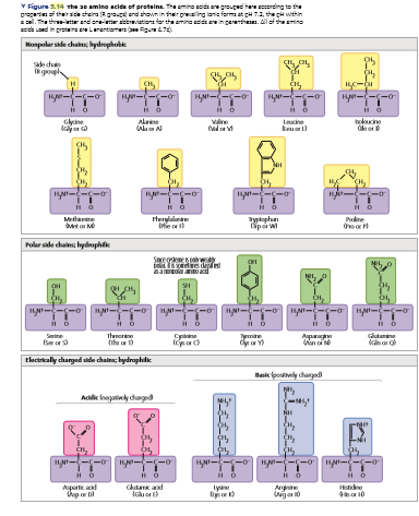 V Figure 5.14 the 20 amino acida of proteine. The emina ecids eegrouged here eeraing to the
oree therade cheira (Rgrouge end shownin their oelng larie form at gH 7.2, the pH wthin
al. e thre-istiar erd oreetar betiora tor the amino eceein pererthan. All of the emino
da uaad in proteire eeLerentiorers igue
Nonpolar side chatns, hydrophobe
saec
Ik goupl
H--C-
y---o
HNI---o
H-(-C-o
Glyine
Alrine
bolucine
le er
valne
Laucine
H--C-o
Ht--C-
Methknine
et or M
rterylalr
the or
ypoplue
iper wi
Pudne
Polar side chuims hydrophie
Seoew
aaronto ad
SH
HN--C-o
HN--C-0
Ht--C-
HO
Serine
Ser or
theer
tihr or 10
ynite
cutanne
inor o
Apge
tlectrkally changed sde chaina; hydraphilk
Basic fpostivily changod
Acidic nogatiwly chargpd
H---o
H---
Hy---
---
HO
Aurte ad
Cutani ad
lyane
Hdne
dor 0
Ngnine
