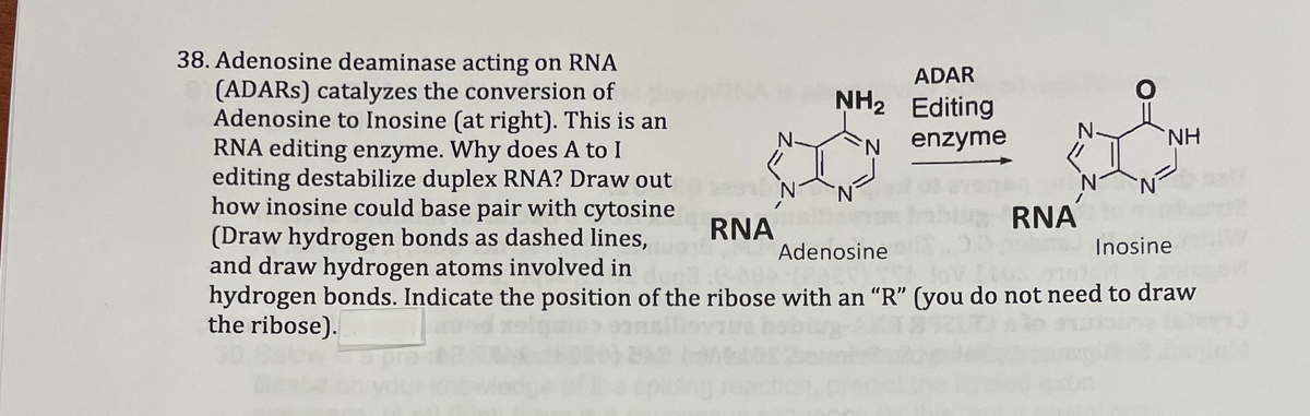 38. Adenosine deaminase acting on RNA
(ADARS) catalyzes the conversion of
Adenosine to Inosine (at right). This is an
RNA editing enzyme. Why does A to I
editing destabilize duplex RNA? Draw out
how inosine could base pair with cytosine
(Draw hydrogen bonds as dashed lines,
and draw hydrogen atoms involved in
hydrogen bonds. Indicate the position of the ribose with an "R" (you do not need to draw
the ribose).
ADAR
NH2 Editing
N-
enzyme
N-
NH
N.
N.
N.
RNA
RNA
Adenosine
Inosine
