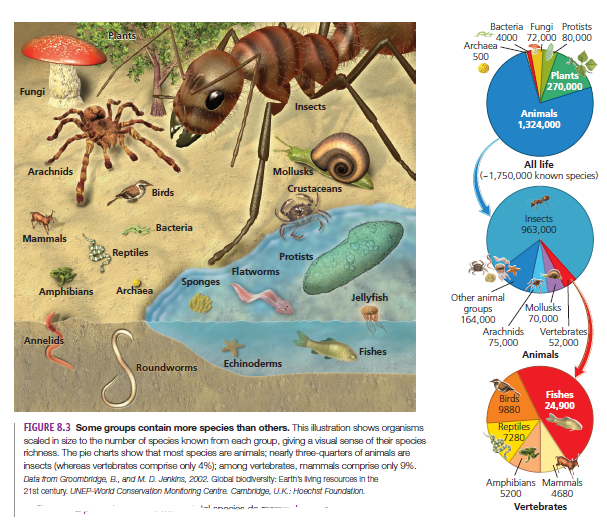 Bacteria Fungi Protists
Pr 4000 72,000 80,000
Archaea
500
Plants
Plants
270,000
Fungi
Insects
Animals
1,324,000
All life
Arachnids
Mollusks
(-1,750,000 known species)
Birds
Crustaceans
Insects
963,000
Bacteria
Mammals
Reptiles
Protists
Flatworms
Sponges
Amphibians
Archaea
Jellyfish
Other animal
groups
164,000
Arachnids
75,000
Mollusks
70,000
Vertebrates
52,000
Animals
Annelids
Fishes
Echinoderms
Roundworms
Fishes
24,900
Birds
9880
Reptiles
7280
FIGURE 8.3 Some groups contain more species than others. This ilustration shows organisms
scaled in size to the number of species known from each group, giving a visual sense of their species
richness. The pie charts show that most species are animals; nearly thre-quarters of animals are
insects (whereas vertebrates comprise only 4%); among vertebrates, mammals comprise only 9%.
Data trom Groombridge, B., and M. D Jankins, 2002. Global blodiversity: Earth's IMng resources in the
21st century. LINEP-World Conservation Montoring Cantre Cambridge, ULK.: Hoechst Foundation.
Amphibians Mammals
4680
Vertebrates
5200
- marine d- --
