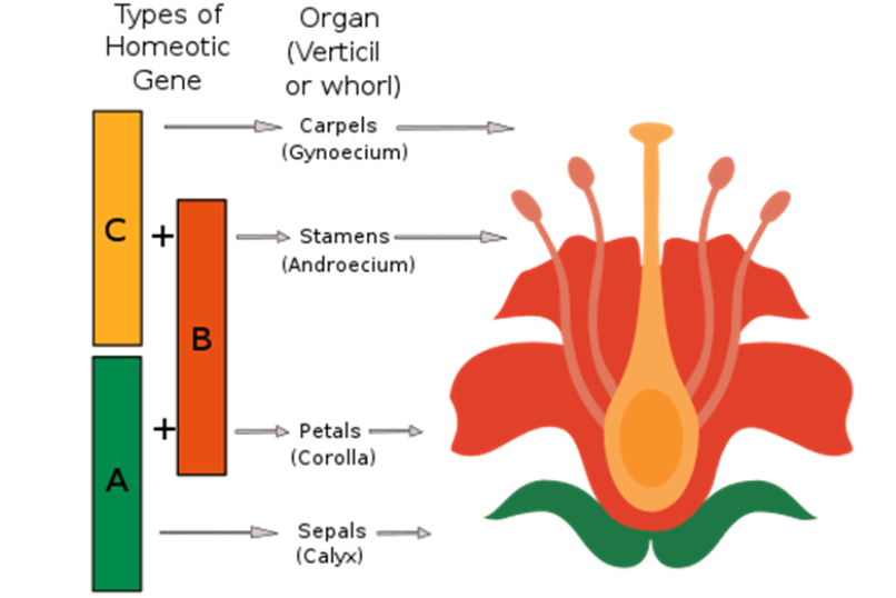 Types of
Homeotic
Gene
с
A
+
+
B
Organ
(Verticil
or whorl)
Carpels
(Gynoecium)
Stamens
(Androecium)
Petals -
(Corolla)
Sepals
(Calyx)