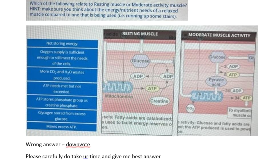 Which of the following relate to Resting muscle or Moderate activity muscle?
HINT: make sure you think about the energy/nutrient needs of a relaxed
muscle compared to one that is being used (i.e. running up some stairs).
acids RESTING MUSCLE
MODERATE MUSCLE ACTIVITY
Bld
Not storing energy.
Oxygen supply is sufficient
enough to still meet the needs
Glucose
Glucose
of the cells.
2 ADP
2 ATP
Pyruvic
aold
More CO, and H,0 wastes
ADP
ADP
produced.
ATP needs met but not
ATP
34 ADP
34CATP
exceeded.
Mitochondria
ATP stores phosphate group as
Creatine
creatine phosphate.
To myofibril
muscle cc
Glycogen stored from excess
uscle: Fatty acids are catabolized:
s used to build energy reserves o
en.
activity: Glucose and fatty acids are
ed; the ATP produced is used to powe
on.
glucose.
Makes excess ATP.
Wrong answer = downvote
Please carefully do take ur time and give me best answer
