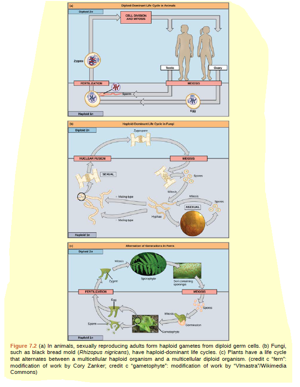 Diploid Dominant Lite Cycle in Animals
Diploid 2n
CELL DIVISION
AND MITOSIS
Testis
Ovary
FERTILIZATION
MEJOSIS
Sperm <
Egg
Haploid in
Haplold-Dominant Life Cycle in Fungi
Diploie an
Zypospore
NUCLEAR FUSION
MEIOSS
SEXUAL
Spoves
Mosk
Mating type
Miosis
Spores
ASEXUAL
Hyphae
Maing tre
Haploid in
c)
Diploid 2n
Albernation of Genemations in Ferms
Mikosis
Sporophyte
Zrgoe
Soi conaining
sponngia
FERTILIZATION
MEIOSIS
Spores
Misis
Spom
Germinaton
Gametophyte
Haploid In
Figure 7.2 (a) In animals, sexually reproducing adults form haploid gametes from diploid germ cells. (b) Fungi,
such as black bread mold (Rhizopus nigricans), have haploid-dominant life cycles. (c) Plants have a life cycle
that alternates between a multicellular haploid organism and a multicellular diploid organism. (credit c "fern":
modification of work by Cory Zanker; credit c "gametophyte": modification of work by "VImastra"/Wikimedia
Commons)
