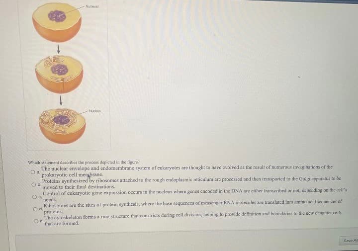 Nudeus
Which statement describes the process depicted in the figure?
The nuclear envelope and endomembrane system of eukaryotes are thought to have evolved as the result of numerous invaginations of the
prokaryotic cell mergbrane.
Proteins synthesized by ribosomes attached to the rough endoplasmic reticulum are processed and then transported to the Golgi apparatus to be
Ob.
moved to their final destinations.
Control of eukaryotic gene expression occurs in the nucleus where genes encoded in the DNA are cither transeribed or not, depending on the ce
Oc.
needs.
Ribosomes are the sites of protein synthesis, where the base soquences of messenger RNA molecules are translated into amino acid sequences of
Od.
proteins.
The cytoskeleton forms a ring structure that constricts during cell division, helping to provide definition and boundaries to the new daughter cells
On.
that are formed.
