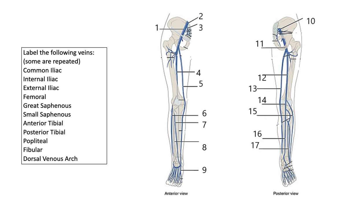 2
10
3.
11
Label the following veins:
|(some are repeated)
Common Iliac
Internal lliac
12
.5
External Iliac
13-
Femoral
Great Saphenous
Small Saphenous
Anterior Tibial
14
15
7
Posterior Tibial
16
Popliteal
17
Fibular
Dorsal Venous Arch
9.
Anterior view
Posterior view
4.
