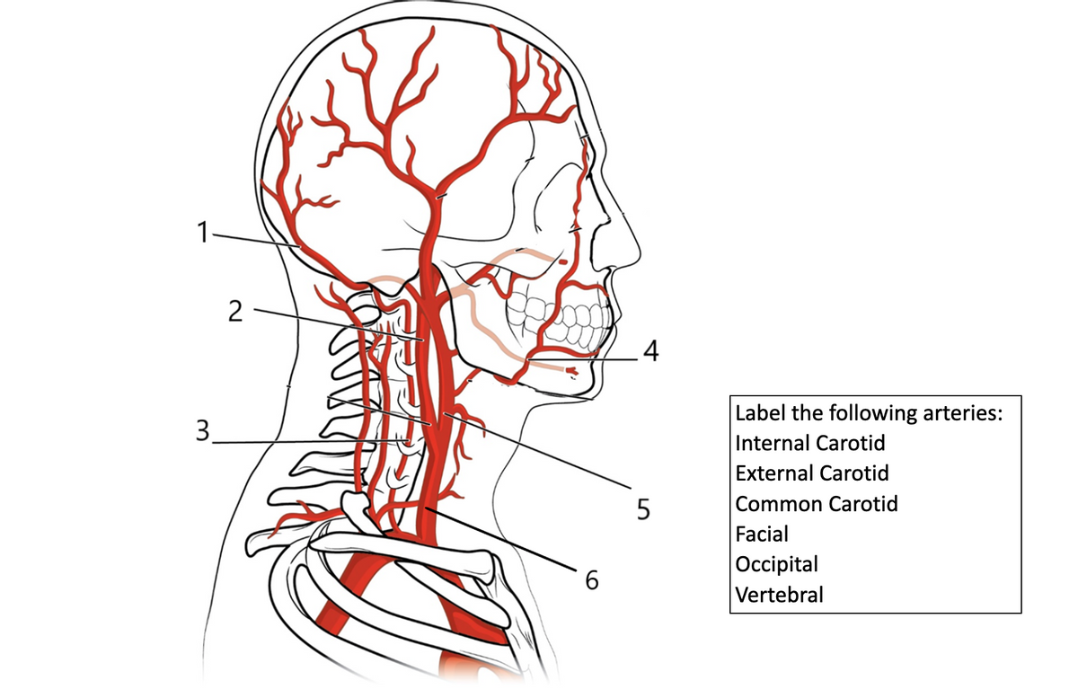 1
2
4
Label the following arteries:
Internal Carotid
External Carotid
Common Carotid
3
Facial
Оcсіpital
Vertebral
