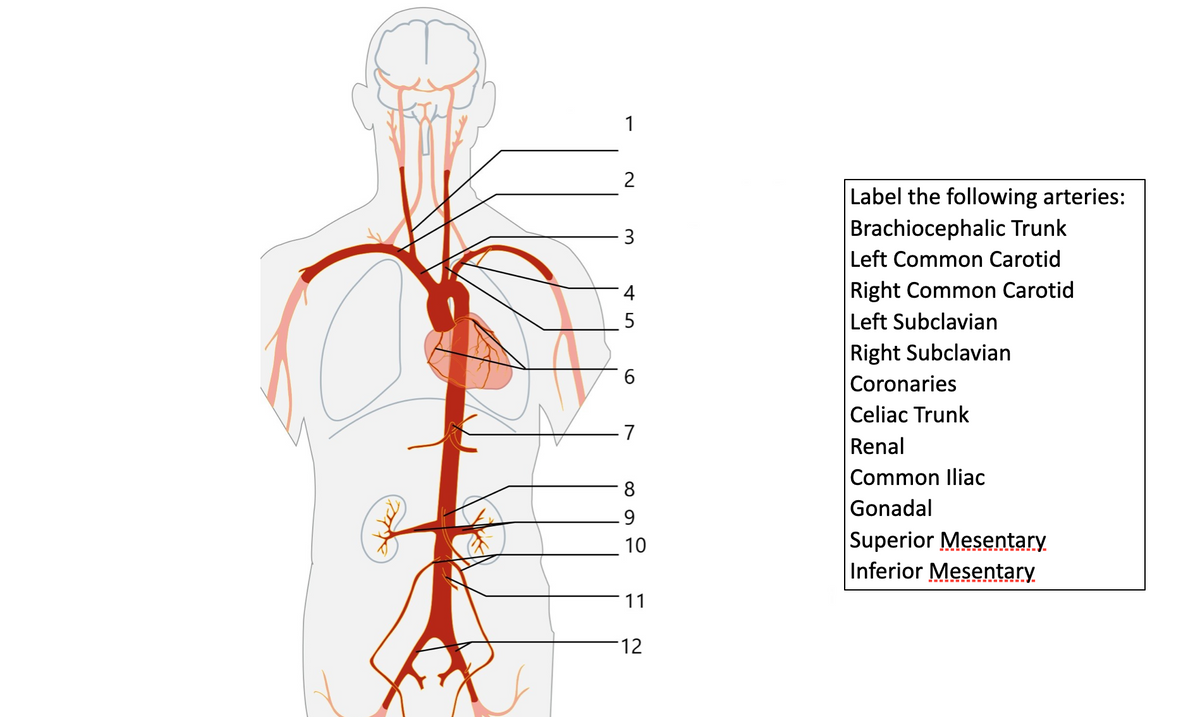 1
2
Label the following arteries:
Brachiocephalic Trunk
3
Left Common Carotid
Right Common Carotid
Left Subclavian
4
5
Right Subclavian
Coronaries
Celiac Trunk
7
Renal
Common Iliac
|Gonadal
Superior Mesentary
Inferior Mesentary
8
9
10
11
12
