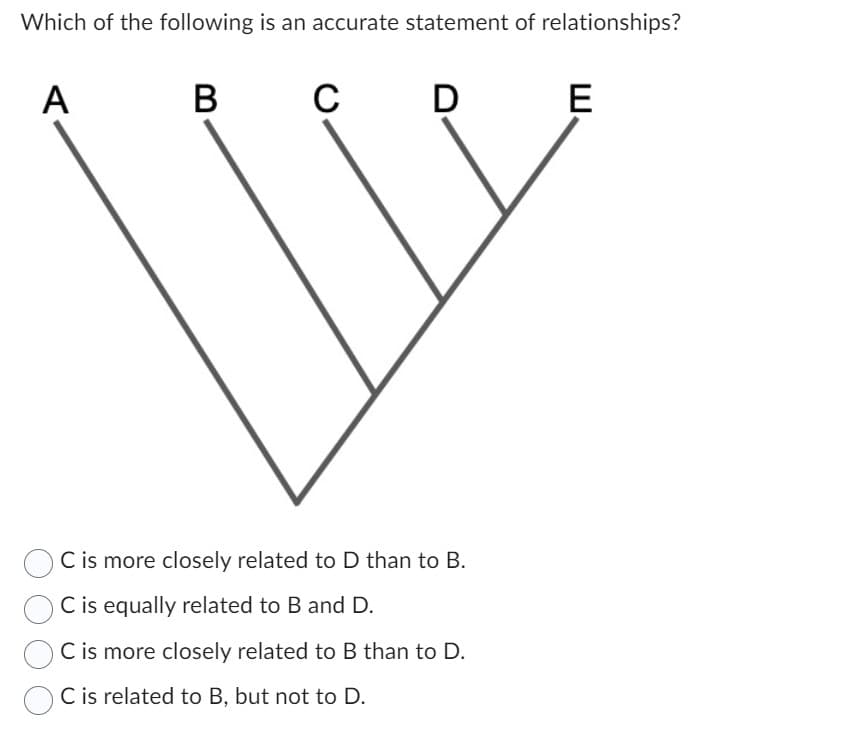 Which of the following is an accurate statement of relationships?
A
B
C
D
C is more closely related to D than to B.
C is equally related to B and D.
C is more closely related to B than to D.
C is related to B, but not to D.
E