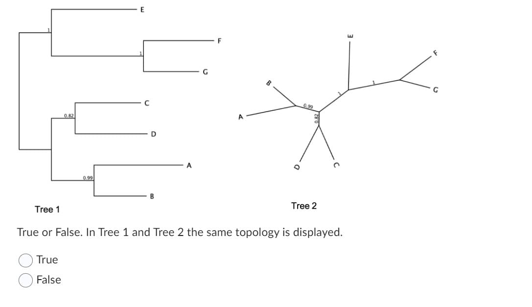 0.99
True
False
E
C
B
A
G
sple
0.99
O
Tree 1
True or False. In Tree 1 and Tree 2 the same topology is displayed.
Tree 2
G