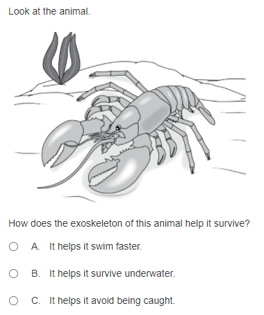 Look at the animal.
How does the exoskeleton of this animal help it survive?
O A. It helps it swim faster.
B. It helps it survive underwater.
O C. It helps it avoid being caught.
