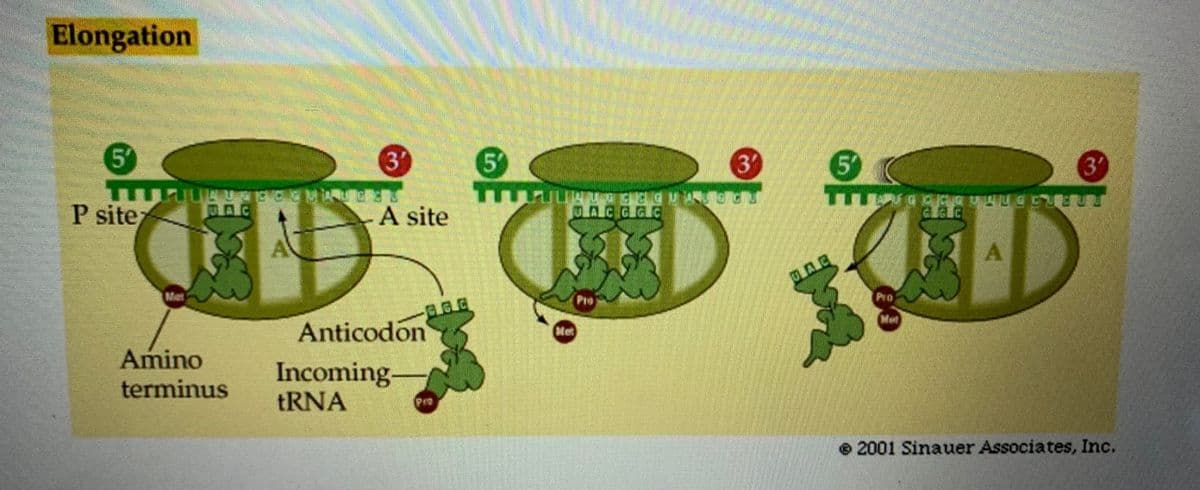 Elongation
5
3
5
3
5
3
P site
A site
Met
Anticodon
tet
Amino
Incoming
tRNA
terminus
e 2001 Sinauer Associates, Inc.
