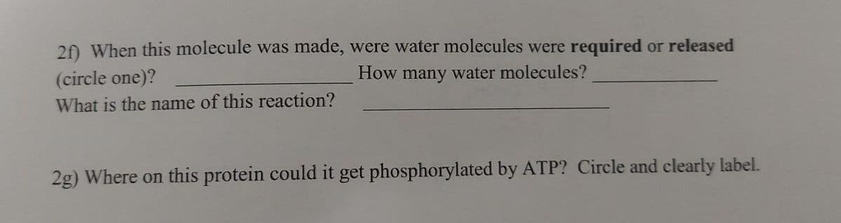 20 When this molecule was made, were water molecules were required or released
(circle one)?
How many water molecules?
What is the name of this reaction?
2g) Where on this protein could it get phosphorylated by ATP? Circle and clearly label.
