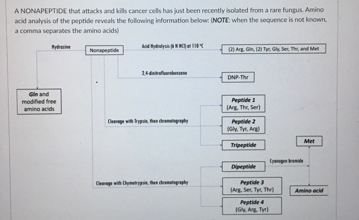 A NONAPEPTIDE that attacks and kills cancer cells has just been recently isolated from a rare fungus. Amino
acid analysis of the peptide reveals the following information below: (NOTE: when the sequence is not known,
a comma separates the amino acids)
Hydrazine
Acid Hydrolysis (6 N HCI) at 110 °C
Nonapeptide
(2) Arg, Gln, (2) Tyr, Gly, Ser, Thr, and Met
2,4-dinitrofluorobenzene
DNP-Thr
Gln and
modified free
amino acids
Peptide 1
(Arg, Thr, Ser)
Cleavage with Trypsin, then chromatography
Peptide 2
(Gly, Tyr, Arg)
Met
Tripeptide
Cyanogen bromide
Dipeptide
Peptide 3
(Arg, Ser, Tyr, Thr)
Cleavage with Chymotrypsin, then chromatography
Amino acid
Peptide 4
(Gly, Arg, Tyr)
