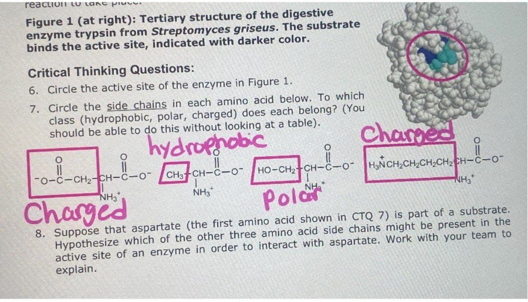 reaction LU Lake Piu
Figure 1 (at right): Tertiary structure of the digestive
enzyme trypsin from Streptomyces griseus. The substrate
binds the active site, indicated with darker color.
Critical Thinking Questions:
6. Circle the active site of the enzyme in Figure 1.
7. Circle the side chains in each amino acid below. To which
class (hydrophobic, polar, charged) does each belong? (You
should be able to do this without looking at a table).
O
о
TO-C-CH2-CH-C-O
NH3
Charged
hydrophobic
CH3CH-C-O¯
NH3
O
Charmed
HO-CH2-CH-C-O H3N CH2CH2CH2CH2CH-C-O-
Polar
NH3
8. Suppose that aspartate (the first amino acid shown in CTQ 7) is part of a substrate.
Hypothesize which of the other three amino acid side chains might be present in the
active site of an enzyme in order to interact with aspartate. Work with your team to
explain.