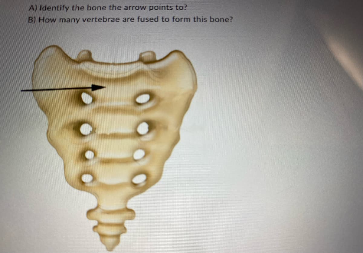 A) Identify the bone the arrow points to?
B) How many vertebrae are fused to form this bone?