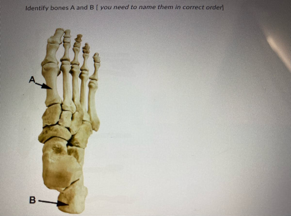 **Foot Anatomy Identification Exercise**

---

### Instruction:
Identify bones A and B. [You need to name them in correct order.]

---

### Explanation of Diagram:
The image provided displays a detailed skeletal structure of a human foot. It highlights specific bones within the foot that are labeled as A and B.

**Bone Identification:**
- **Bone A:** This bone is indicated by an arrow pointing to the first metatarsal, located in the mid-foot region and aligned with the big toe (the largest and most central bone in the toes).
- **Bone B:** Indicated by another arrow, this bone is the calcaneus, commonly referred to as the heel bone, located below the ankle in the hind-foot region.

This diagram is designed to help students and learners familiarize themselves with the foot's skeletal anatomy, specifically the key bones within the foot structure. 

By understanding the placement and names of these bones, one can gain better insights into foot mechanics, potential injury points, and overall foot health.