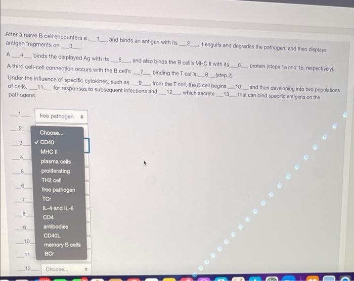 After a naive B cell encounters a
antigen fragments on
1
and binds an antigen with its_2it engulfs and degrades the pathogen, and then displays
4.
binds the displayed Ag with its5
and also binds the B cell's MHC IlI with its
protein (steps 1a and 1b, respectively).
6
A third cell-cell connection occurs with the B cell's
7.
binding the T cell's_8_(step 2).
Under the influence of specific cytokines, such as
of cells,
pathogens.
9.
from the T cell, the B cell begins
and then developing into two populations
that can bind specific antigens on the
10
11 for responses to subsequent infections and12 which secrete
13
free pathogen
Choose.
3.
V CD40
MHC II
4.
plasma cells
5
proliferating
TH2 cell
free pathogen
TCr
IL-4 and IL-6
8.
CD4
antibodies
9.
CD4OL
10
memory B cells
BCr
11,
12
Choose.
