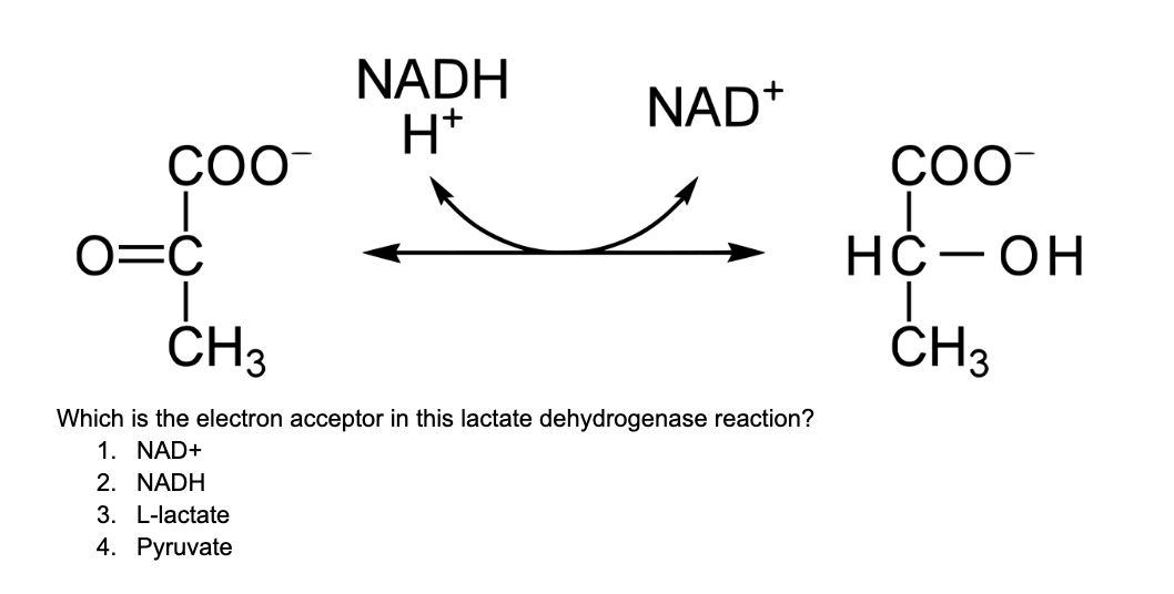 NADH
H*
NAD+
O=C
HČ-OH
ČH3
ČH3
Which is the electron acceptor in this lactate dehydrogenase reaction?
1. NAD+
2. NADH
3. L-lactate
4. Pyruvate
