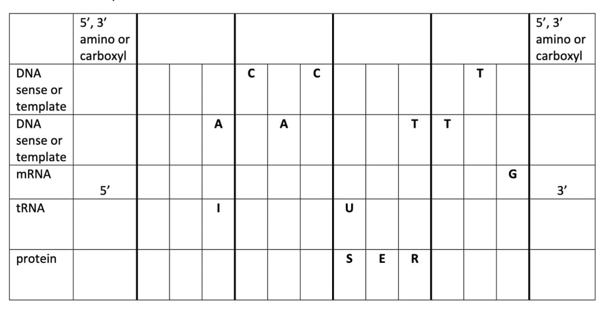 DNA
sense or
template
DNA
sense or
template
mRNA
tRNA
protein
5', 3'
amino or
carboxyl
5'
A
|
C
A
C
U
S
T T
E R
T
G
5', 3'
amino or
carboxyl
3'