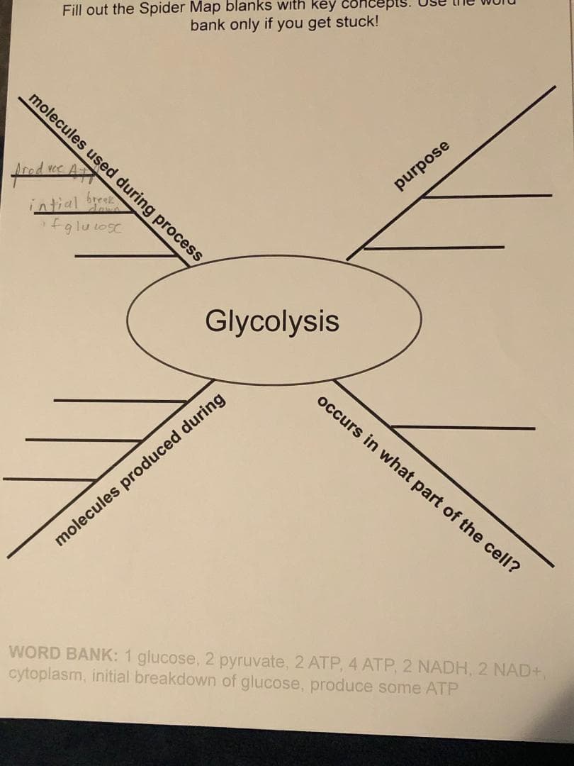 Fill out the Spider Map blanks with key
bank only if you get stuck!
molecules used during process
od vce
purpose
intial bee
Glycolysis
occurs in what part of the cell?
molecules produced during
WORD BANK: 1 glucose, 2 pyruvate, 2 ATP, 4 ATP, 2 NADH, 2 NAD+,
cytoplasm, initial breakdown of glucose, produce some ATP
