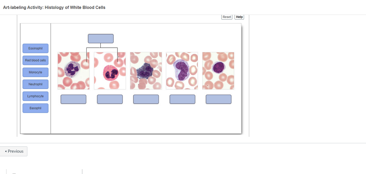 Art-labeling Activity: Histology of White Blood Cells
Reset Help
Eosinophil
Red blood cells
Monocyte
Neutrophil
***
Lymphocyte
Basophil
Previous
