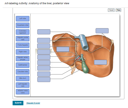 Art-labellng Activity: Anatomy of the lver, posterior vlew
Met
Lal kabe
Quadtale lot
Curunary
garrert
Hapalc porta
P'orla hepal
Hghi lube
Hapae atary
propar
Gitidder
Cautale lob
Lal hepad
Inletor ver
Submit
equt Anawer
