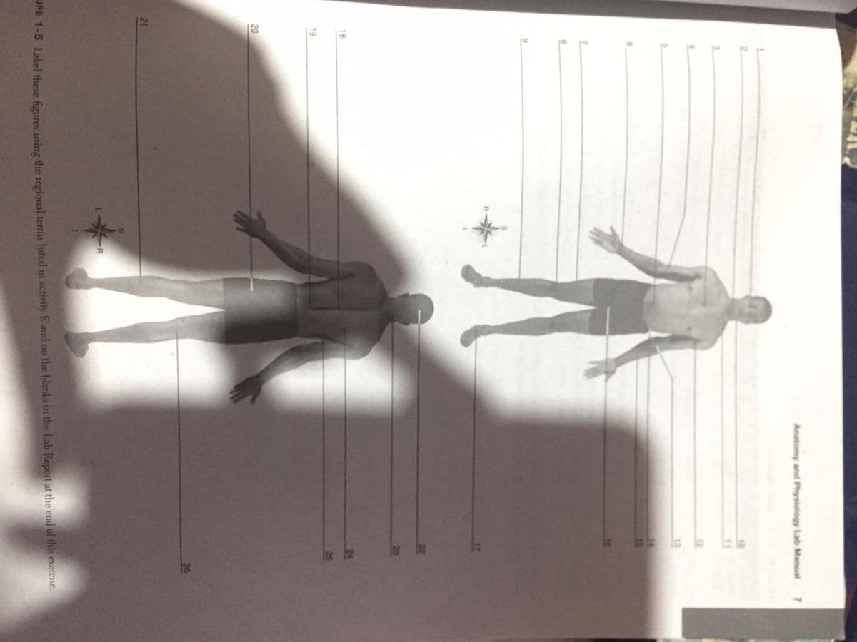 18
21
19
20
7
8
-R
Anatomy and Physiology Lab Manual
26
URE 1-5 Label these figures using the regional terms listed in activity E and on the blanks in the Lab Report at the end of this exercise.