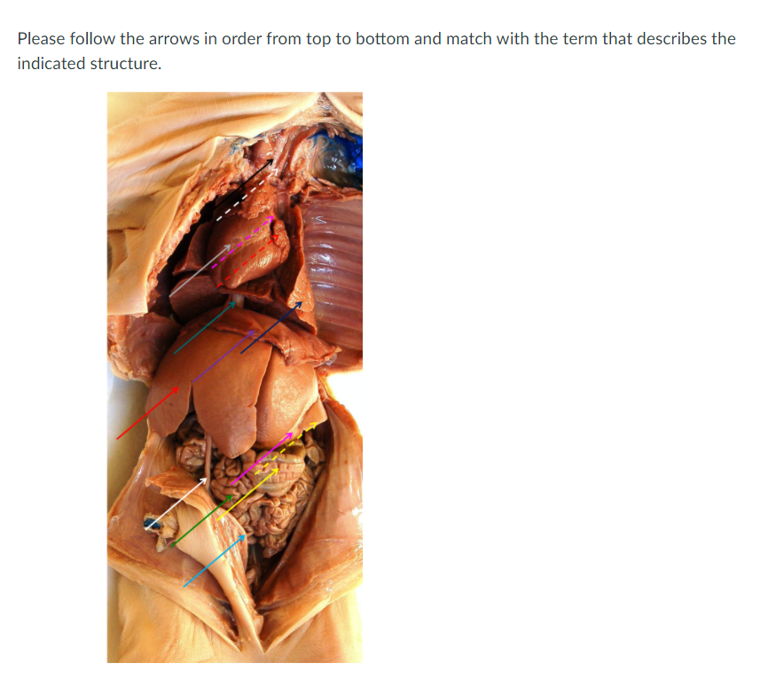 Please follow the arrows in order from top to bottom and match with the term that describes the
indicated structure.
