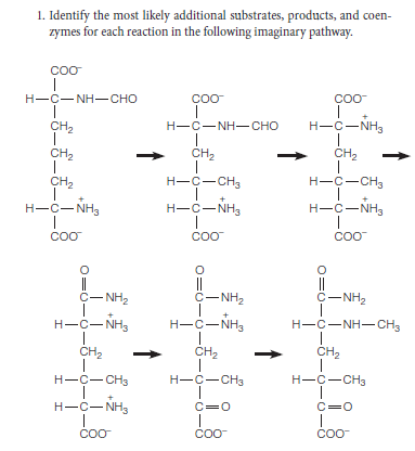 1. Identify the most likely additional substrates, products, and coen-
zymes for each reaction in the following imaginary pathway.
COO
Н—с—NH— сно
CoO
COO
CH,
Н—с—NH—сно
H-C-NH3
CH2
CH2
CH2
CH2
H-C-CH3
H-C-CH3
H-C-NH,
H-C-NH3
H-C-NH3
COO
COO
||
C-NH2
||
C-NH2
C- NH2
H-C-NH3
H-C-NH3
H-C-NH-CH3
CH2
CH2
CH2
H-C-CH3
H-C-CH3
H-C-CH3
H-C- NH3
C=0
C=0
CoO
CoO
COO
-0-
O=0-
-
