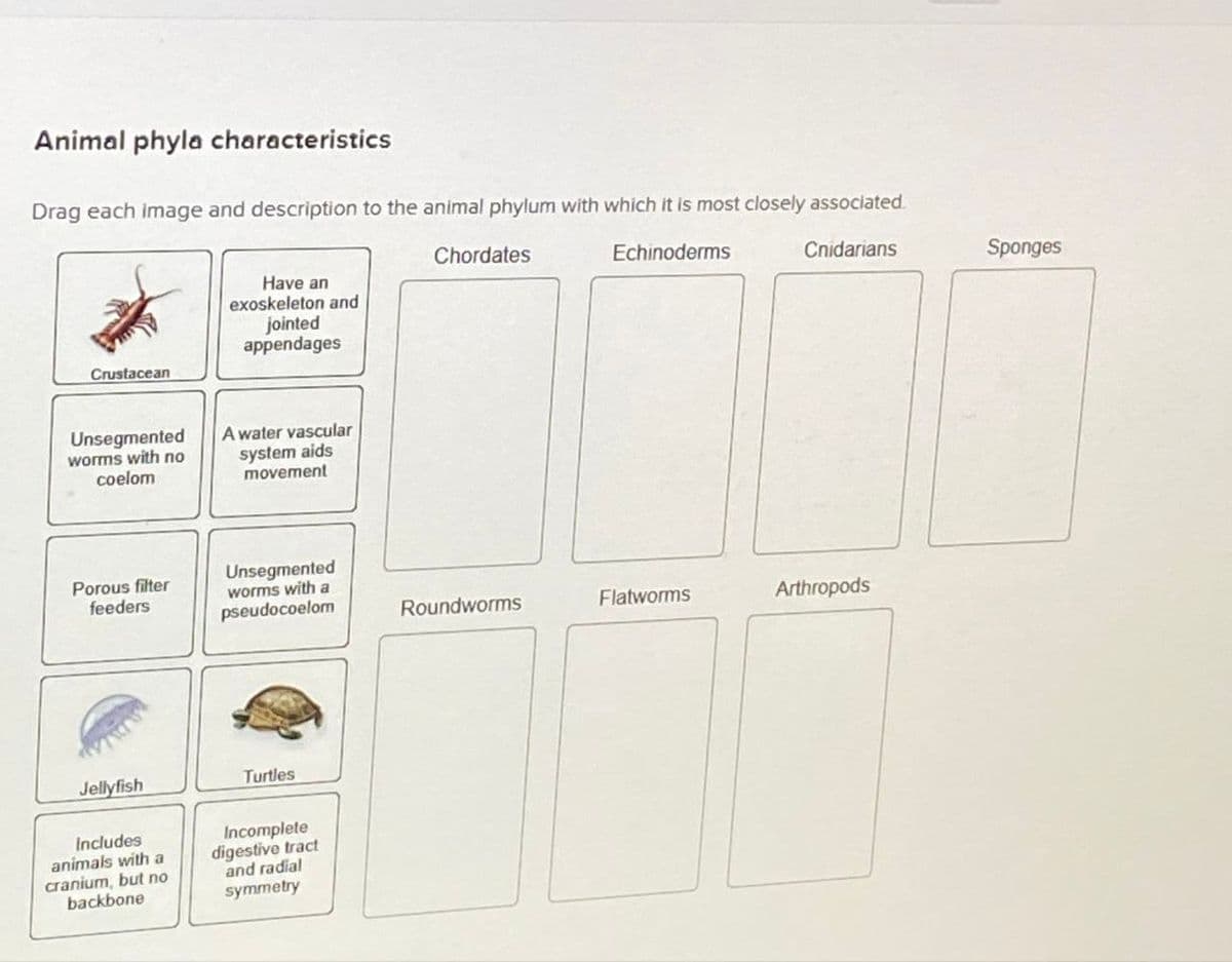 Animal phyla characteristics
Drag each image and description to the animal phylum with which it is most closely associated.
Crustacean
Have an
exoskeleton and
jointed
appendages
Unsegmented
worms with no
coelom
A water vascular
system aids
movement
Chordates
Echinoderms
Cnidarians
Sponges
Porous filter
feeders
Unsegmented
worms with a
pseudocoelom
Roundworms
Flatworms
Arthropods
Jellyfish
Includes
animals with a
cranium, but no
backbone
Turtles
Incomplete
digestive tract
and radial
symmetry
