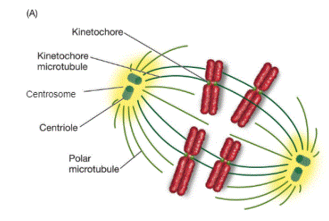 (A)
Kinetochore
Kinetochore -
microtubule
Centrosome
Centriole
Polar
microtubule

