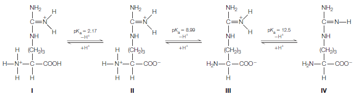 NH2
NH2
NH2
NH2
C=N
C=N
C=N
C=N-H
pk-2.17
-H*
pk- 8.00
-H*
pK
H.
H.
- 12.5
NH
NH
|
H (CH)3
NH
|
(CH2)3
NH
|
(CH3
-H*
H (CH)3
+H
+H
H-N+-C-COOH
H-N+-C-COo-
H2N-C-coo
H2N-C-CO-
H
H
H
II
IV
