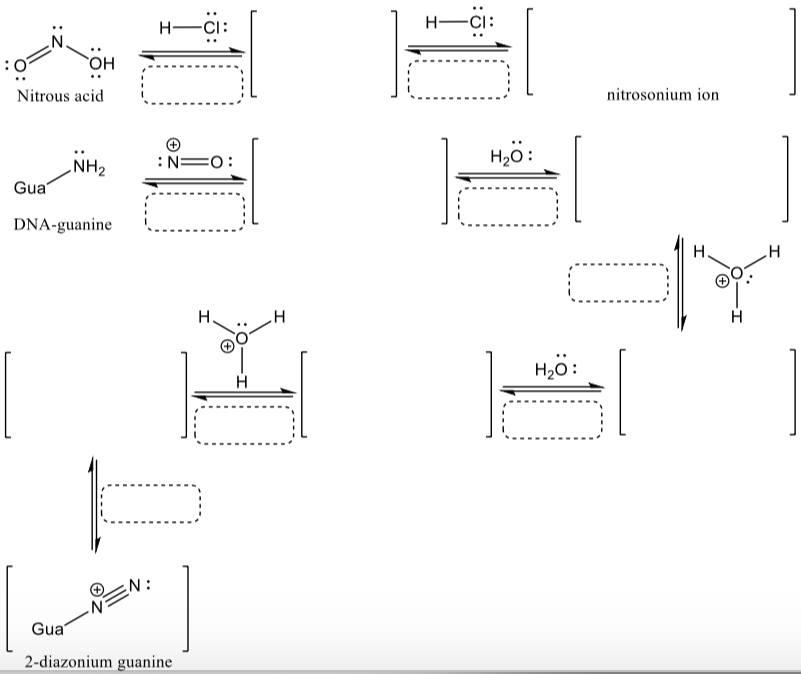 H-CI:
H-CI:
но,
Nitrous acid
:0
nitrosonium ion
H,ö:
:N=0:
„NH2
Gua
DNA-guanine
H.
H,ö:
H
EN:
Gua
2-diazonium guanine
