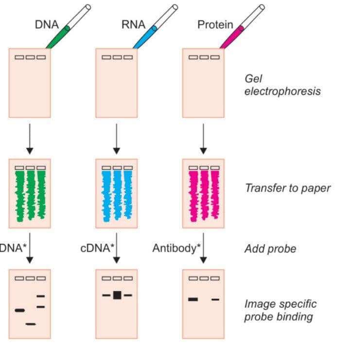 DNA
RNA
Protein
Gel
electrophoresis
Transfer to paper
DNA*
CDNA*
Antibody*
Add probe
Image specific
probe binding
