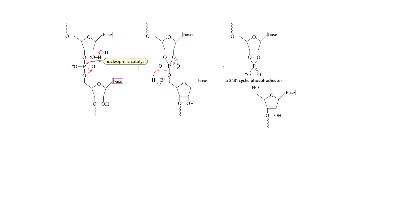 base
base
base
0 :0-H
nucleophilic catalyst
-0-P=0
P
base
H-B+
base
a 2',3'-cyclic phosphodiester
НО
base
O.
О ОН
OH
ОН

