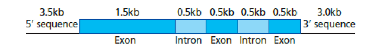 3.5kb
1.5kb
0.5kb 0.5kb 0.5kb 0.5kb
3.0kb
5' sequence
3' sequence
Exon
Intron Exon Intron Exon
