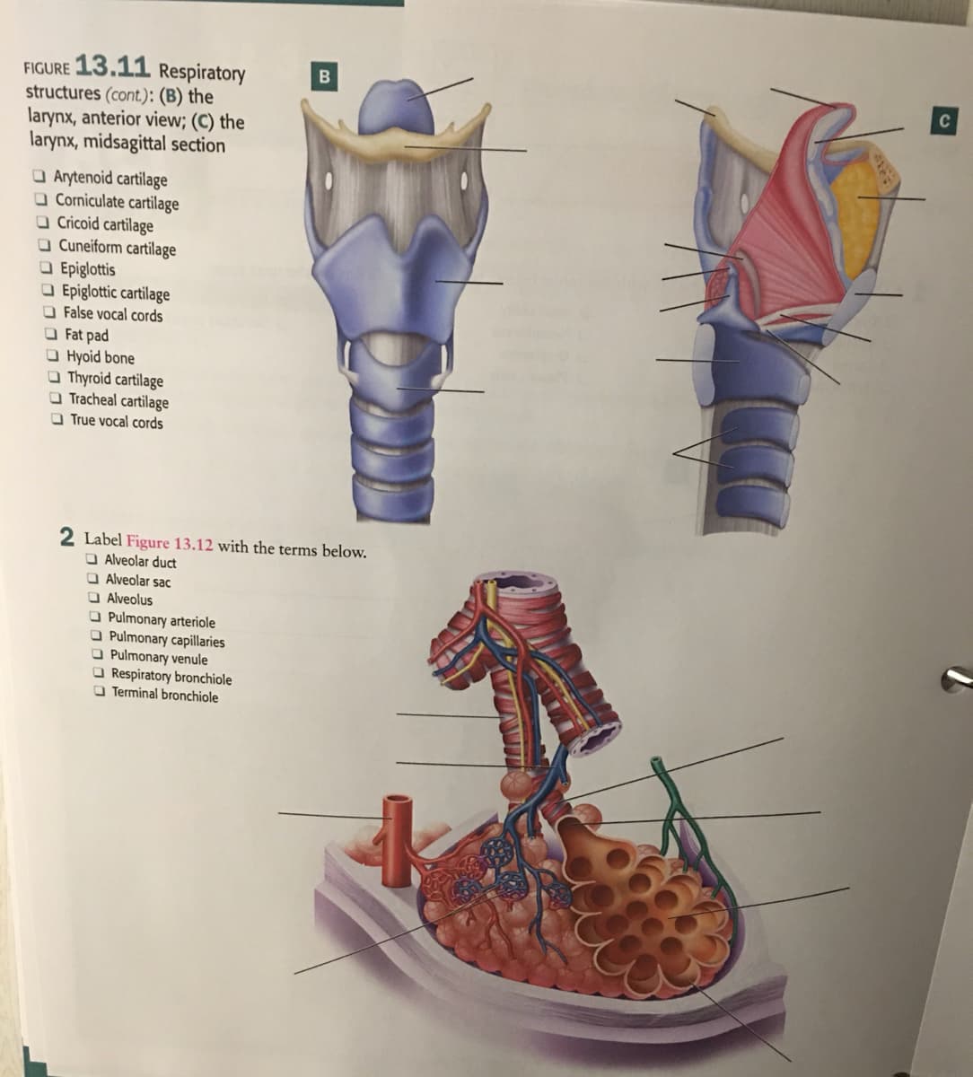 FIGURE 13.11 Respiratory
structures (cont.): (B) the
larynx, anterior view; (C) the
larynx, midsagittal section
C
O Arytenoid cartilage
O Corniculate cartilage
O Cricoid cartilage
O Cuneiform cartilage
O Epiglottis
O Epiglottic cartilage
O False vocal cords
O Fat pad
O Hyoid bone
O Thyroid cartilage
O Tracheal cartilage
O True vocal cords
2 Label Figure 13.12 with the terms below.
O Alveolar duct
O Alveolar sac
O Alveolus
O Pulmonary arteriole
O Pulmonary capillaries
O Pulmonary venule
O Respiratory bronchiole
O Terminal bronchiole
