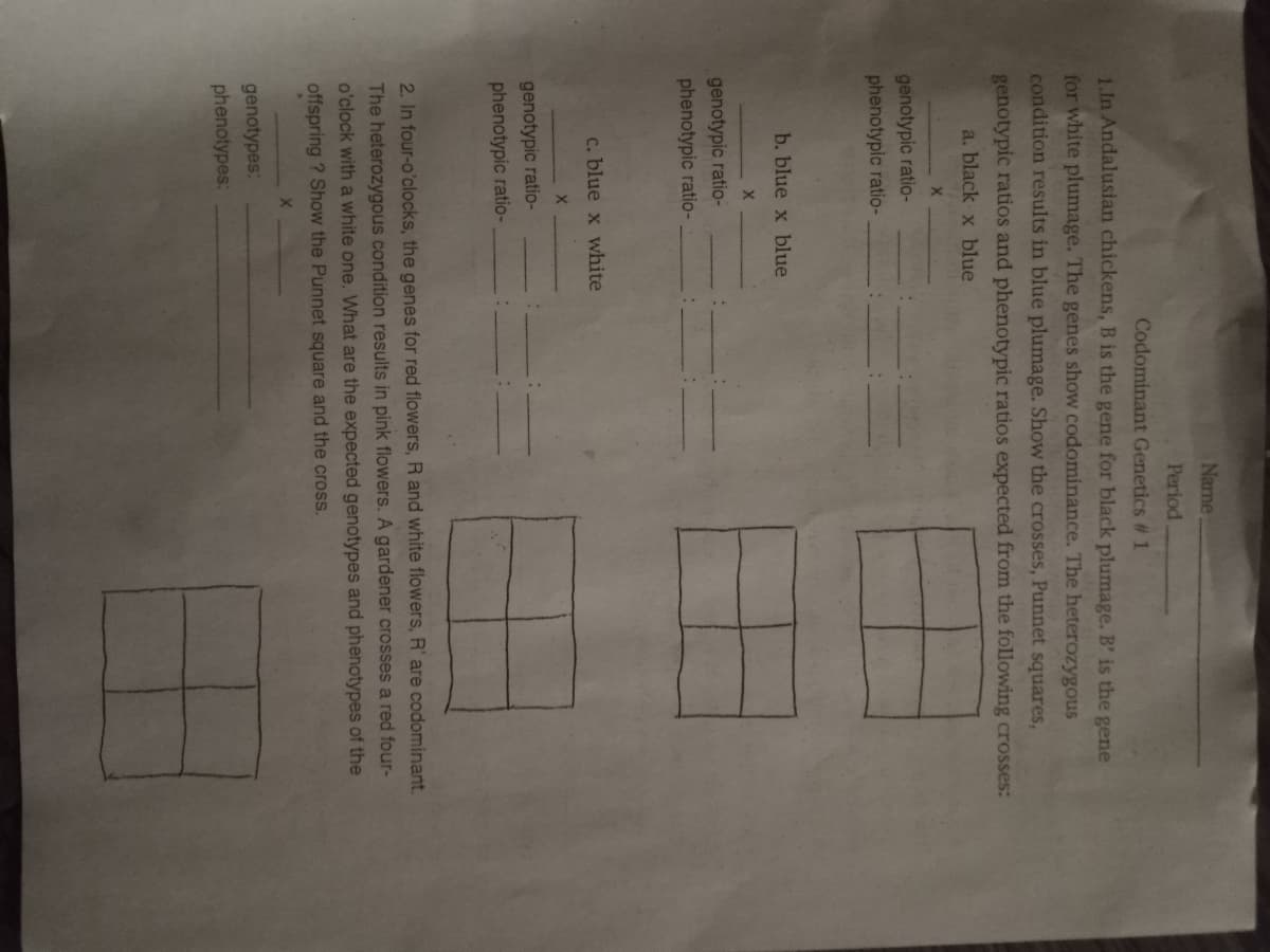 Name
Period
Codominant Genetics # 1
1.In Andalusian chickens, B is the gene for black plumage. B' is the gene
for white plumage. The genes show codominance. The heterozygous
condition results in blue plumage. Show the crosses, Punnet squares,
genotypic ratios and phenotypic ratios expected from the following crosses:
a. black x blue
X
genotypic ratio-
phenotypic ratio-
b. blue x blue
genotypic ratio-
phenotypic ratio-
c. blue x white
genotypic ratio-
phenotypic ratio-
2. In four-o'clocks, the genes for red flowers, R and white flowers, R' are codominant.
The heterozygous condition results in pink flowers. A gardener crosses a red four-
o'clock with a white one. What are the expected genotypes and phenotypes of the
offspring ? Show the Punnet square and the cross.
genotypes:
phenotypes:
