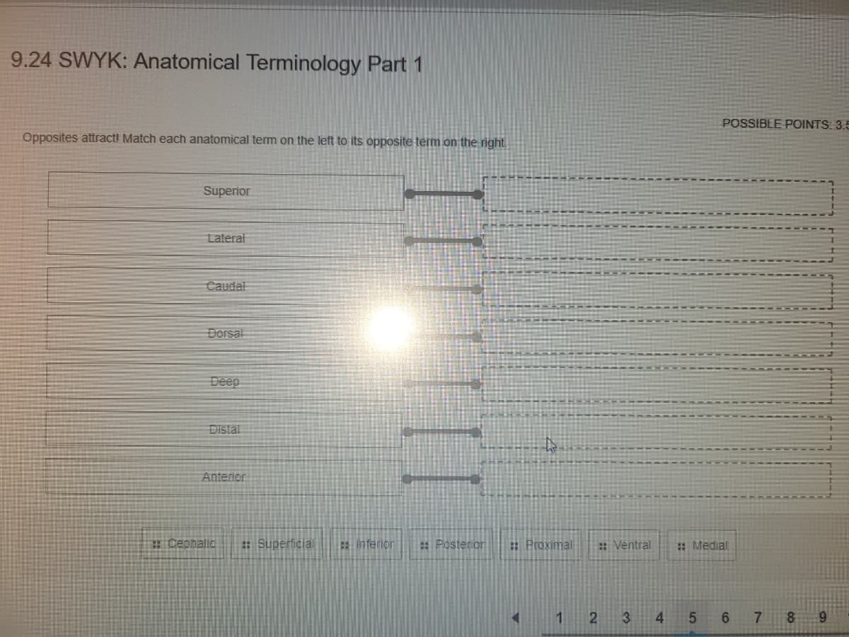 9.24 SWYK: Anatomical Terminology Part 1
POSSIBLE POINTS: 3.5
Opposites attract! Match each anatomical tem on the left to its opposite term on the right.
Superior
Lateral
Caudal
Dorsal
Deep
Distal
Anterior
E Cephalic
: Superficial
Inferion
: Posterion
: Proximal
: Ventral
: Medial
1
2 3
7 8 9
4,
