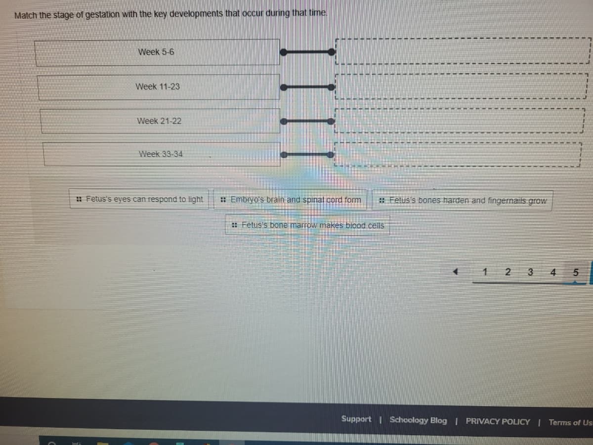 Match the stage of gestation with the key developments that Occur during that time.
Week 5-6
Week 11-23
Week 21-22
Week 33-34
: Fetus's eyes can respond to light|
* Embryo's brain and spinal cord form
: Fetus's bones harden and fingernails grow
:: Fetus's bone marrow makes biood cells
2 3 4 5
Support I Schoology Blog I PRIVACY POLICY | Terms of Us
