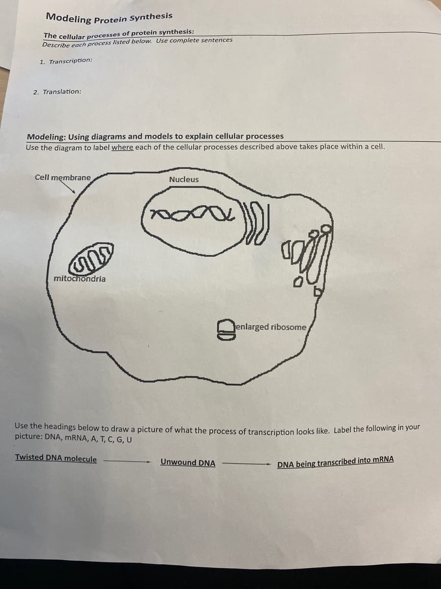 Modeling Protein Synthesis
The cellular processes of protein synthesis:
Describe each process listed below. Use complete sentences
1. Transcription:
2. Translation:
Modeling: Using diagrams and models to explain cellular processes
Use the diagram to label where each of the cellular processes described above takes place within a cell.
Cell membrane
Nucleus
nox
mitochondria
enlarged ribosome
Use the headings below to draw a picture of what the process of transcription looks like. Label the following m your
picture: DNA, mRNA, A, T, C, G, U
Twisted DNA molecule
Unwound DNA
DNA being transcribed into MRNA
