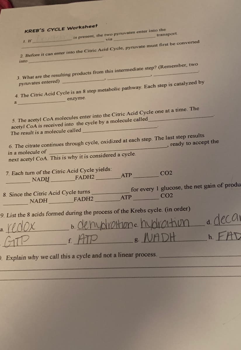 KREB'S CYCLE Worksheet
is present, the two pyruvates enter into the
transport
1. If
via
2. Before it can enter into the Citric Acid Cycle, pyruvate must first be converted
into
3. What are the resulting products from this intermediate step? (Remember, two
pyruvates entered)
4. The Citric Acid Cycle is an 8 step metabolic pathway. Each step is catalyzed by
a
enzyme.
5. The acetyl CoA molecules enter into the Citric Acid Cycle one at a time. The
acetyl CoA is received into the cycle by a molecule called
The result is a molecule called
6. The citrate continues through cycle, oxidized at each step. The last step results
in a molecule of
ready to accept the
next acetyl CoA. This is why it is considered a cycle.
7. Each turn of the Citric Acid Cycle yields:
NADH
FADH2
АТР
CO2
8. Since the Citric Acid Cycle turns
for every 1 glucose, the net gain of produ.
NADH
FADH2
АТР
CO2
9. List the 8 acids formed during the process of the Krebs cycle. (in order)
-redox
GITP
b clenydratione hudration
f ATP
d. decan
h. FAD
lc.
NADH
g.
D. Explain why we call this a cycle and not a linear process.
