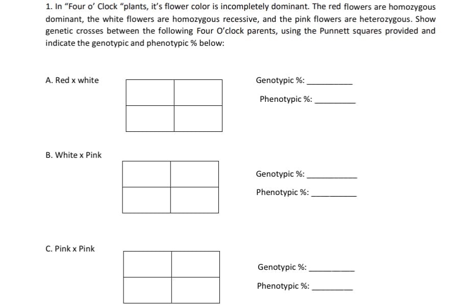 1. In "Four o' Clock “plants, it's flower color is incompletely dominant. The red flowers are homozygous
dominant, the white flowers are homozygous recessive, and the pink flowers are heterozygous. Show
genetic crosses between the following Four O'clock parents, using the Punnett squares provided and
indicate the genotypic and phenotypic % below:
A. Red x white
Genotypic %:
Phenotypic %:
B. White x Pink
Genotypic %:
Phenotypic %:
C. Pink x Pink
Genotypic %:
Phenotypic %:

