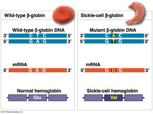 Wild-type B-globin
Sickle-cell B-globin
Wild-type B-globin DNA
CTC
GAG
Mutant B-globin DNA
5'
13'
3'
31
CAC
15'
5
GTG
13'
MRNA
5'1
MRNA
5'
GAG
13'
GUG
13'
Normal hemoglobin
Sickle-cell hemoglobin
Val
Glu
s in
